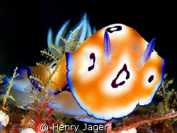 "Powerfull Beauty"                                       ... by Henry Jager 